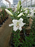 [4578 VH54 Fastrada No01.JPG]